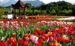 花海工程全流程解析：從規(guī)劃設(shè)計到可持續(xù)運(yùn)營