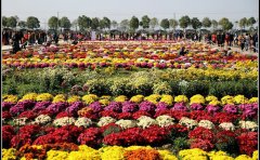 菊花花海設(shè)計｜花不同園藝專業(yè)景觀工程方案與