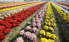 耐寒菊花花海品種推薦｜抗寒品種培育專家