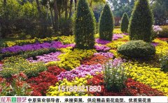 菊花花?；焐M合設(shè)計專業(yè)配色方案與實施標(biāo)準(zhǔn)