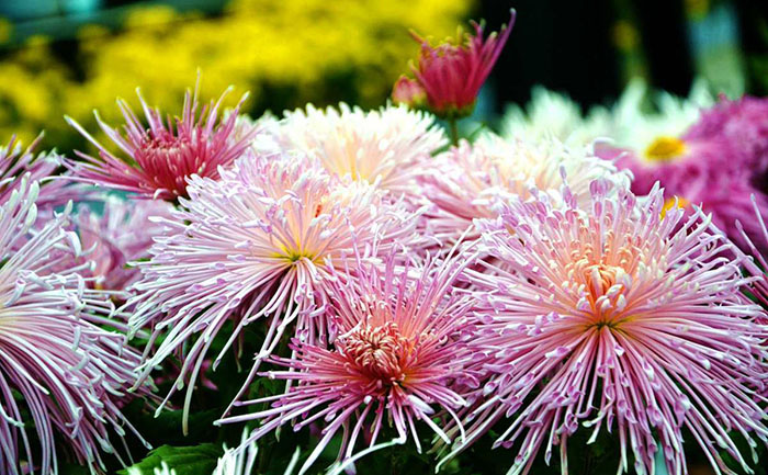 婚慶場(chǎng)地菊花花海