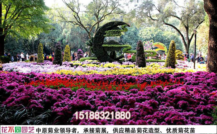 城市公園菊花花海景觀帶