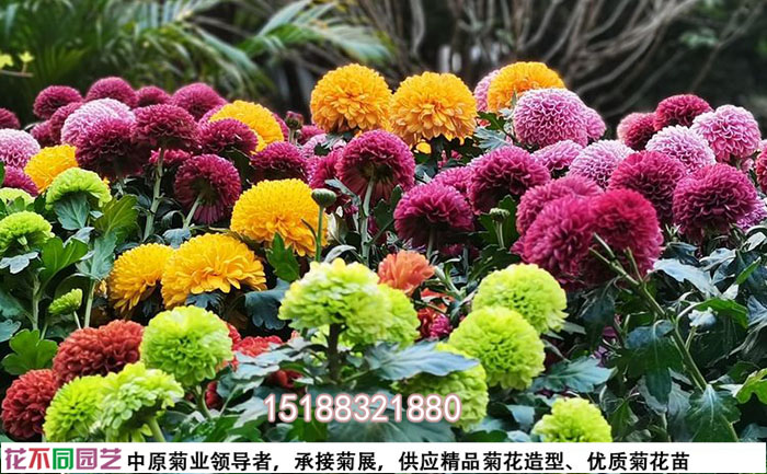 河南菊花花海