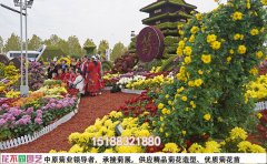 菊花花海專業(yè)維護(hù)指南-全年養(yǎng)護(hù)解決方案