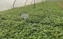 2024菊花花海種苗價(jià)格表-種苗批發(fā)指南