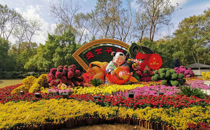 可持續(xù)菊花花海