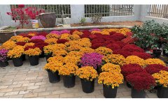 節(jié)日布展盆栽國(guó)慶菊苗