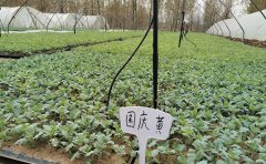 國(guó)慶菊扦插苗培育指南 | 專(zhuān)業(yè)種苗供應(yīng)