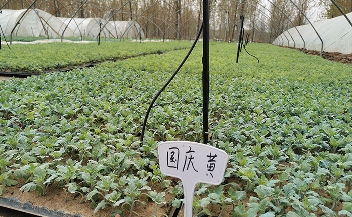正在培育中的國慶菊扦插苗