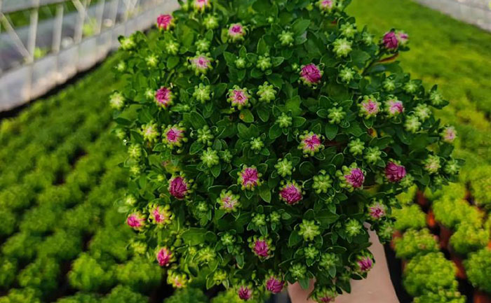 國(guó)慶菊脫毒苗培育出來(lái)的菊花