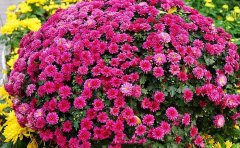 為什么我們專(zhuān)業(yè)供應(yīng)國(guó)慶菊扦插種苗