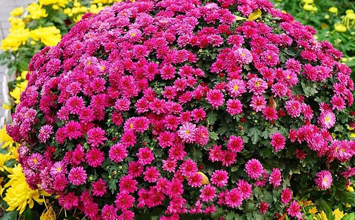 國慶菊扦插苗培育出來的菊花