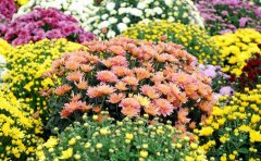 市政綠化工程國(guó)慶菊種苗采購(gòu)指南