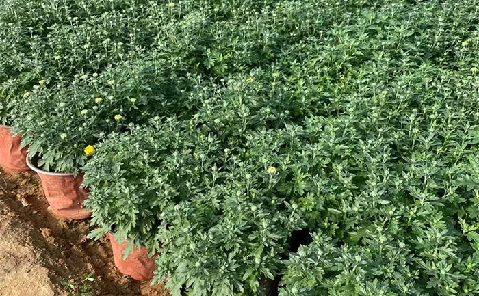 未開花的國慶菊盆栽苗