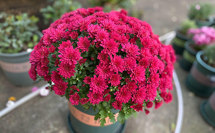 國慶菊種苗-國慶紅