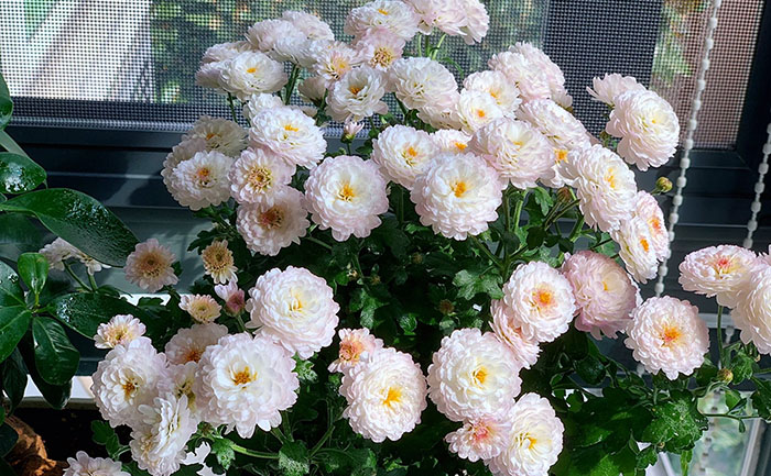 國慶菊種苗-國慶白