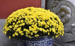 國(guó)慶菊盆栽專用矮化種苗批發(fā)