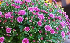 國(guó)慶菊與秋菊種苗區(qū)別對(duì)比