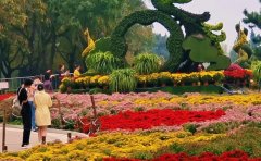 山東國(guó)慶菊種苗基地直供