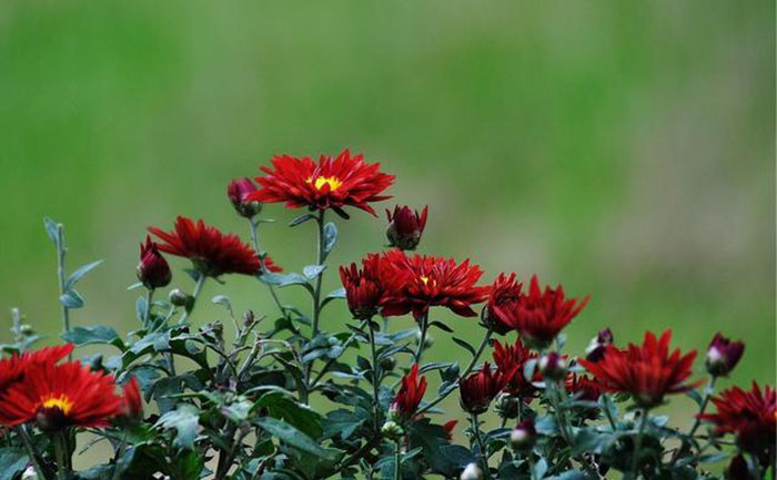 剛開花的國慶菊種苗