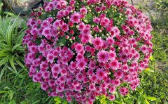 國(guó)慶菊種苗移栽最佳時(shí)間節(jié)點(diǎn)及栽培技術(shù)指南