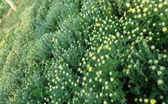 無(wú)土栽培國(guó)慶菊種苗技術(shù)指南