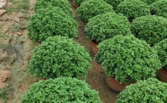 國(guó)慶菊種苗越冬保存方法_冬季養(yǎng)護(hù)技巧_