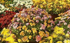 國(guó)慶菊種苗花期調(diào)控技術(shù)全解析