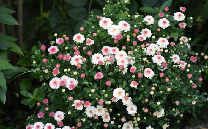 國(guó)慶菊花期延遲癥狀對(duì)比圖