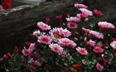 國(guó)慶菊種苗反季節(jié)栽培技術(shù)指南