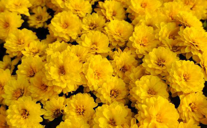 國慶菊常見病害對比圖示