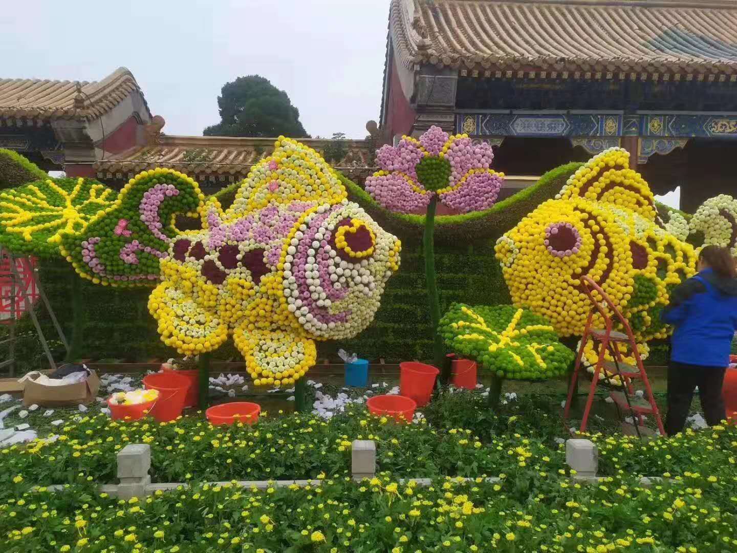 國慶菊插穗處理步驟示意圖