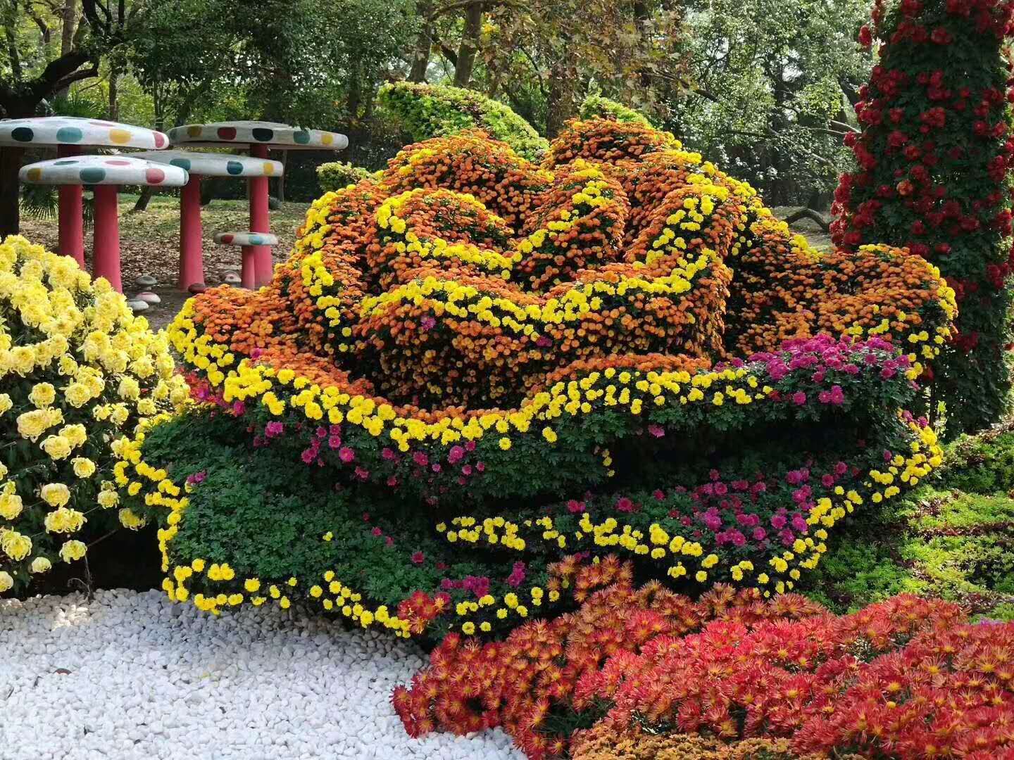 國慶菊扦插苗生根特寫