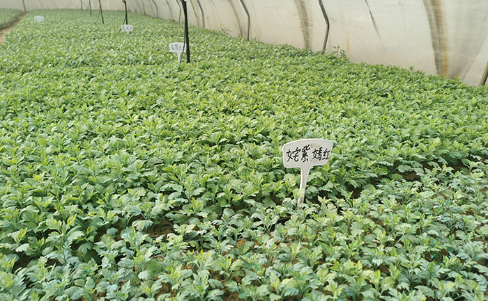 優(yōu)質(zhì)觀賞菊種苗特寫