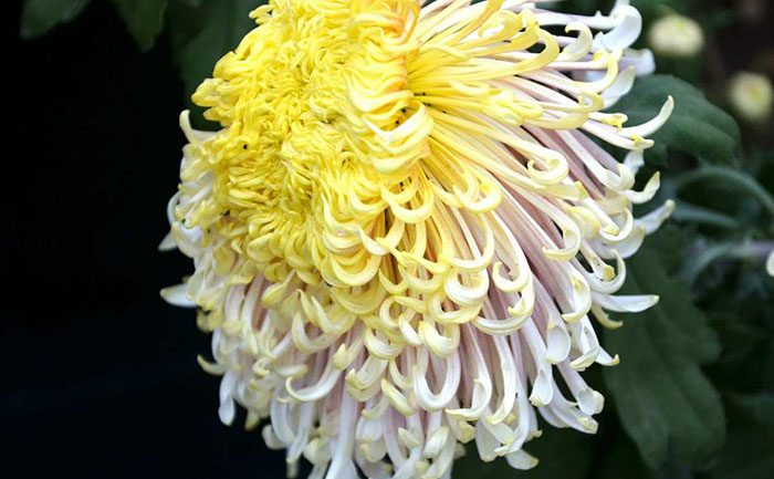 菊花種苗組培實(shí)驗(yàn)室工作場(chǎng)景