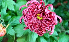 專業(yè)觀賞菊種苗基地 - 優(yōu)質(zhì)菊花種苗培育與供應(yīng)