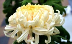 觀賞菊種苗培育種植技巧全解析