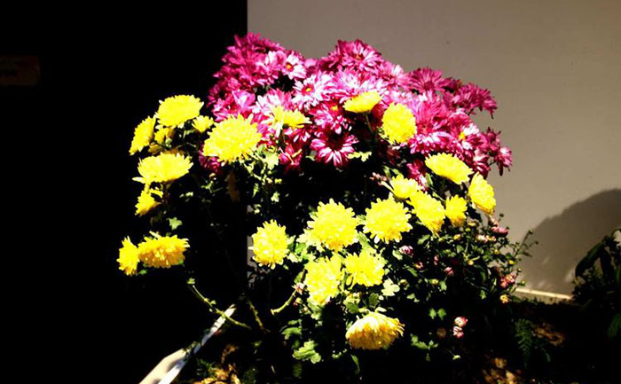 菊花苗圃基地實拍-優(yōu)質(zhì)種苗培育環(huán)境