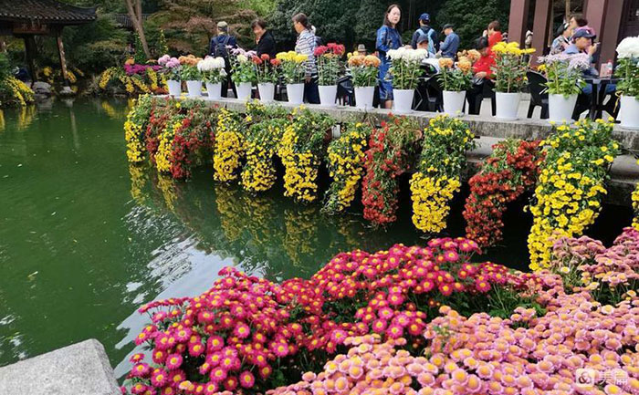 菊花種苗專業(yè)包裝流程-基地標(biāo)準(zhǔn)化作業(yè)現(xiàn)場