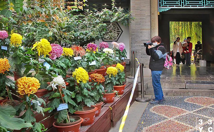 菊苗培育溫室實(shí)景拍攝