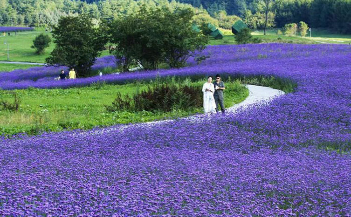 九月菊溫室培育場景