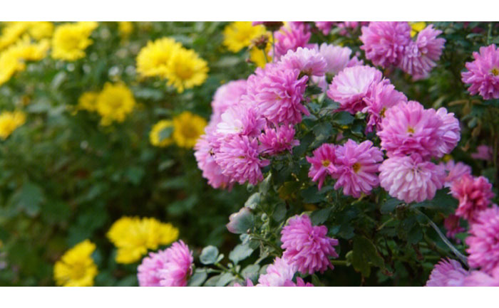 盆栽九月菊養(yǎng)護示范