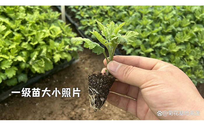 九月菊健康種苗生長(zhǎng)狀態(tài)