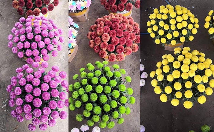 九月菊種苗施肥操作示意圖