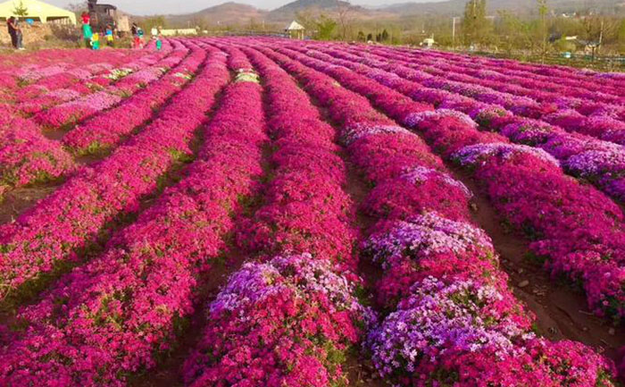 不同肥料對(duì)九月菊生長(zhǎng)影響對(duì)比圖