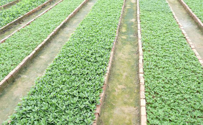 優(yōu)質(zhì)九月菊種苗特寫照片