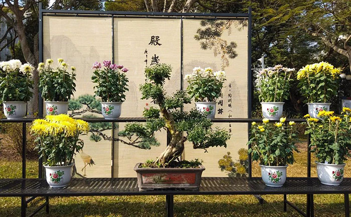 九月菊景觀工程實(shí)景效果圖