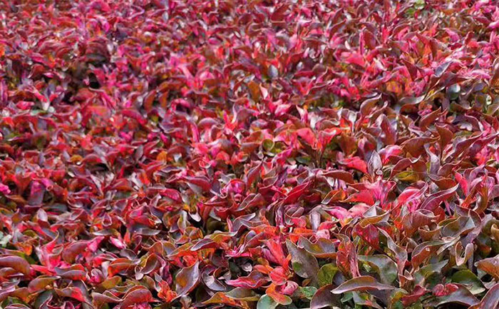 標(biāo)準(zhǔn)化育苗溫室 五色草種苗基地分級管理實拍圖