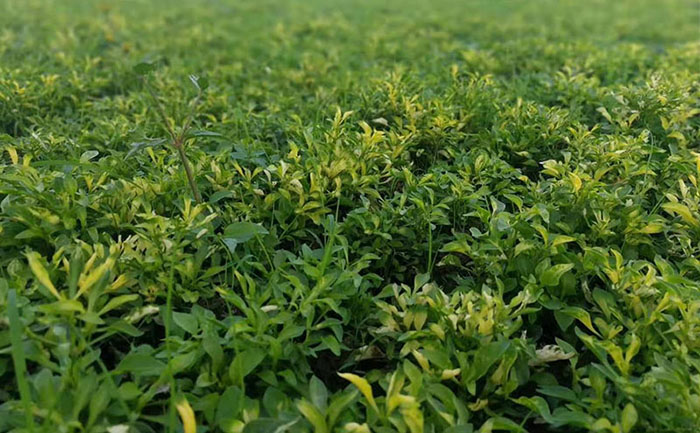 2024五色草種苗價格趨勢分析圖