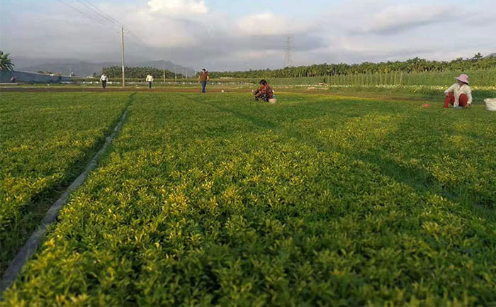 五色草種苗質(zhì)量檢測流程實拍